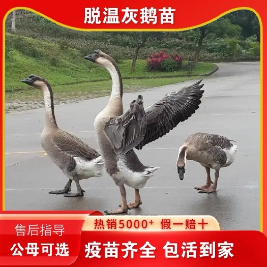 南宁脱温马岗鹅苗活苗阳江鹅苗鹅仔纯种大种狮头鹅灰鹅苗小草鹅苗
