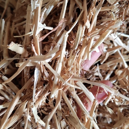 蚌埠小麦秸秆