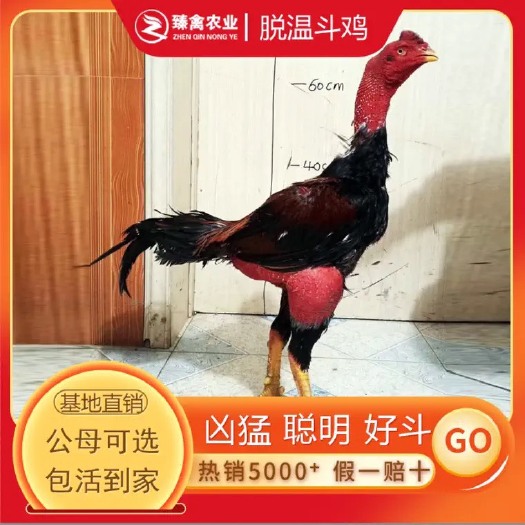 南宁纯种斗鸡越南斗鸡活苗半大脱温斗鸡小苗斗鸡纯种鬼子斗鸡