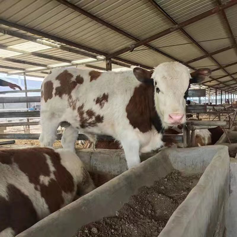 鲁西牛苗活牛牛犊 耐饲养 全国可发欢迎来电联系