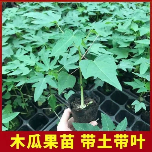 灵山县红心木瓜苗  大青木瓜苗  泰国黄金木瓜苗  短化品种当年结