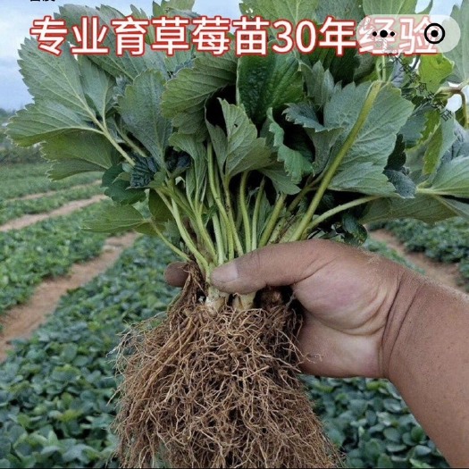 长丰县优质草莓种苗 母苗 基地现货直发 存活率高