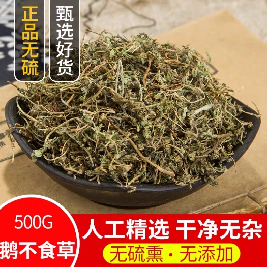 安国市鹅不食草  河南 无硫中草药 新鲜干品  一公斤起包邮到家