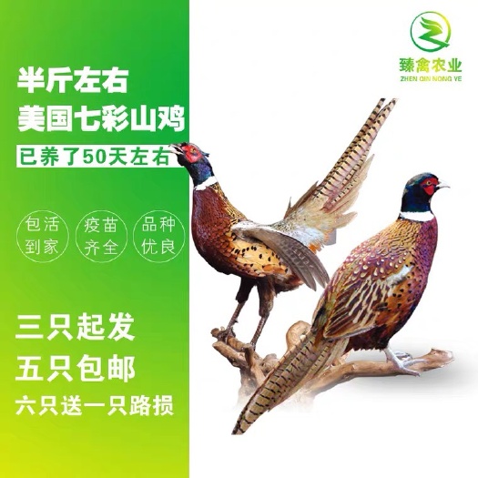 南宁脱温山鸡苗半大美国七彩山鸡活体包邮