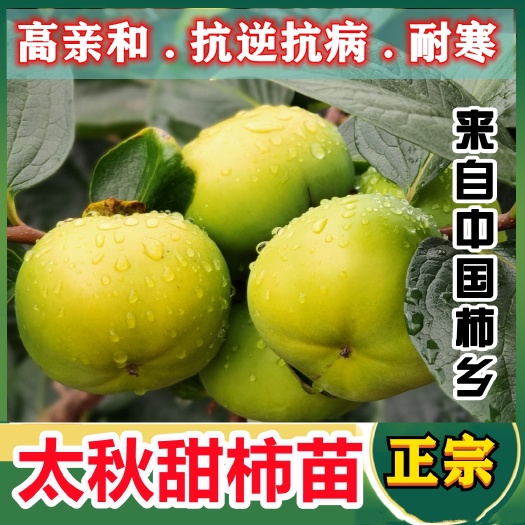 灵山县正品嫁接太秋脆甜柿子树苗带营养杯