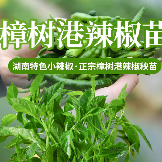 长沙县樟树港辣椒种苗，胜世品味椒种苗，胜世天椒种苗，55号椒种苗现