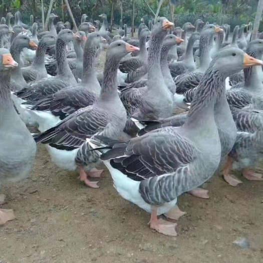 合肥朗德鹅苗
