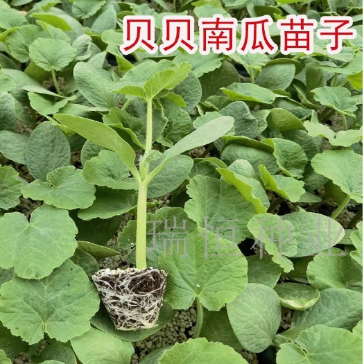 寿光市贝贝南瓜苗子，南瓜苗子，锦蜜贝贝南瓜苗子，直根瓜苗