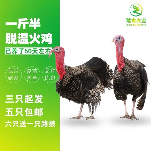 南宁一斤半火鸡活苗半大型火鸡活体贝蒂娜青铜火鸡脱温苗包邮