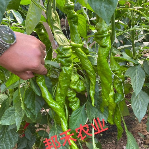 寿光市辣椒苗  螺丝椒苗 螺旋度好  大果螺丝椒  皮薄肉厚
