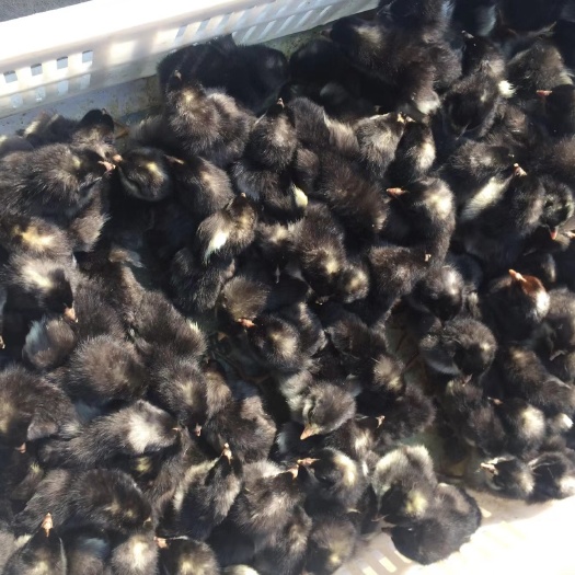 黑芦花鸡苗，质量可靠，孵化场直销