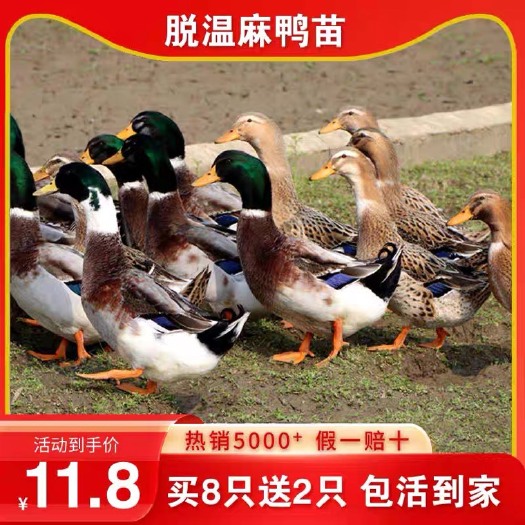 南宁半斤脱温青头鸭番鸭脱温鸭苗活苗大种麻鸭脱温苗下蛋小鸭子活体