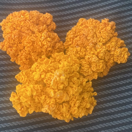 汉寿县金耳菌