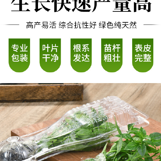 长沙县樟树港辣椒种苗专用包装盒，种苗保鲜盒