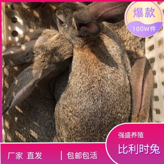 嘉祥县比利时兔活体比利时幼崽比利时种兔价格比利时肉兔一只价格