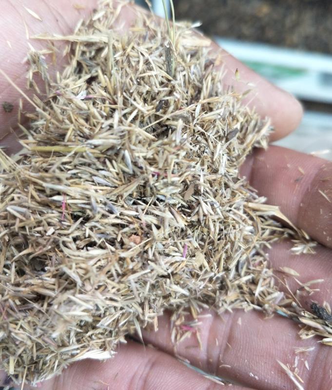 沭阳县糖蜜草种子牧草种子 优质 家禽饲料防沙固土草种糖蜜草