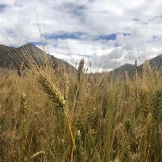 互助县青海青稞（糌粑，面粉，青稞酒，种子）