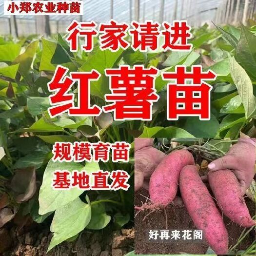 平邑县洪利薯业大量供应各种红薯苗