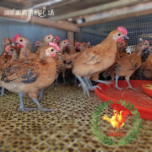 衡阳出售半斤左右两红瑶鸡苗脱温苗青脚土鸡脱温苗红毛公鸡