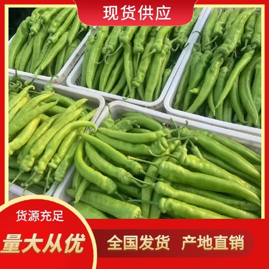 莘县春达果蔬黄皮尖椒 ，皮薄品种优良。