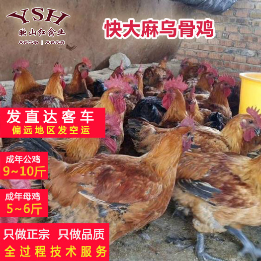重庆市快大型麻乌鸡苗  快大型麻羽乌骨鸡苗