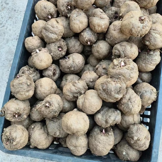 威宁县贵州魔芋花魔芋小魔芋一斤5-10个，当年种当年收送除草