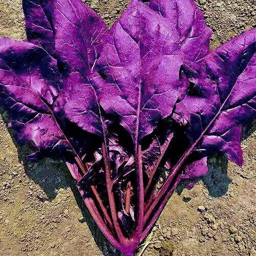 彩色蔬菜种子～紫色菠菜种子 易种好管理