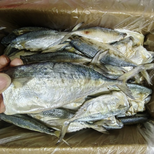 北海新晒海产花池肉质好无细刺去头去内脏