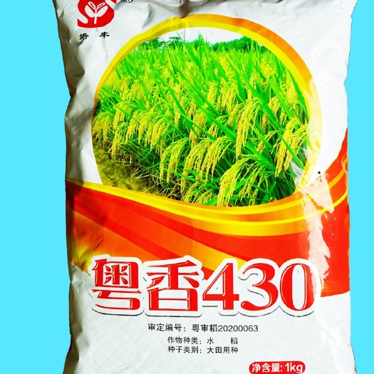 高州市粤香430常规稻种，浓香味丝苗米，亩产大概1000斤。