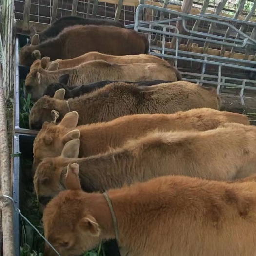 宕昌县甘肃黄牛  百斤大牛犊品种优良长势快骨架大抗病抗寒能力强