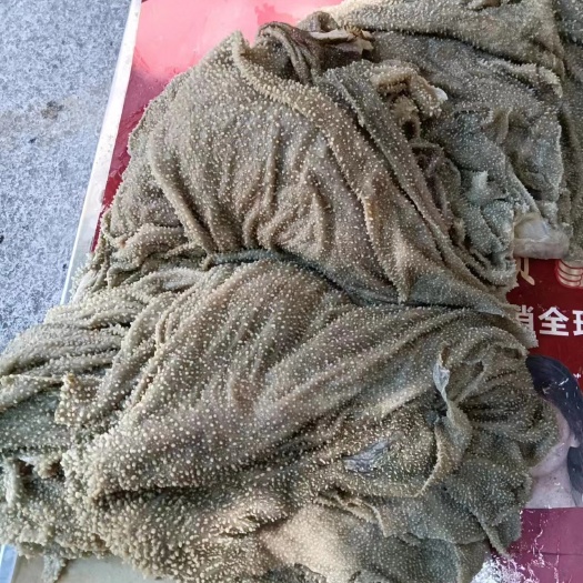广州新西兰135厂黑百叶
