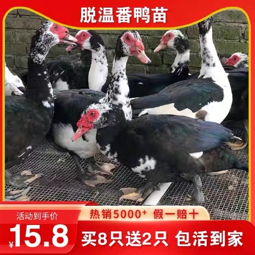 南宁半斤脱温大种番鸭活苗巨型鸭苗火鸭旱鸭麻鸭田鸭土鸭小鸭苗活体
