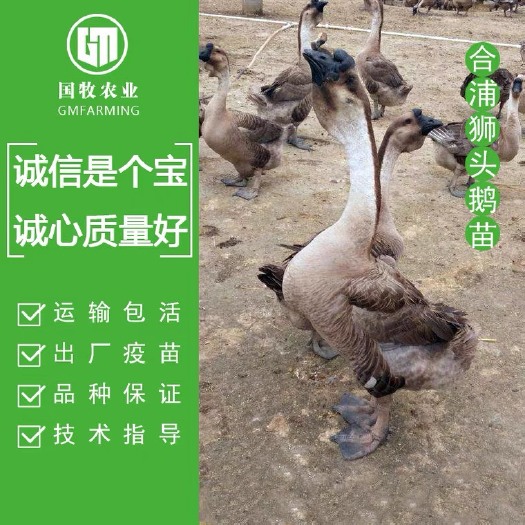 南宁大种汕头狮头鹅苗大白沙马岗鹅阳江鹅白鹅三花鹅合浦大型灰鹅活苗