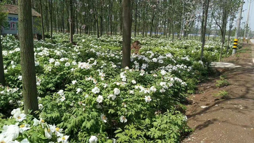 大量出售牡丹籽  牡丹籽   榨油用
牡丹籽
