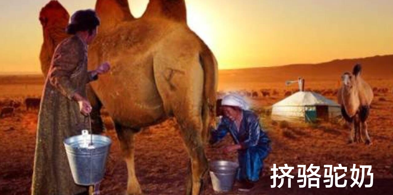 杭锦后旗现挤骆驼奶3瓶包邮 一瓶一斤   牧场当日现挤鲜奶 源头供货