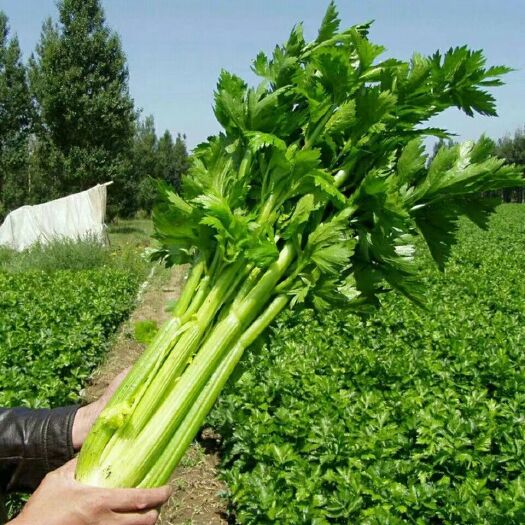 法国皇后芹菜种子西芹根芹菜种孑四季播种春秋季冬季农家蔬菜种籽