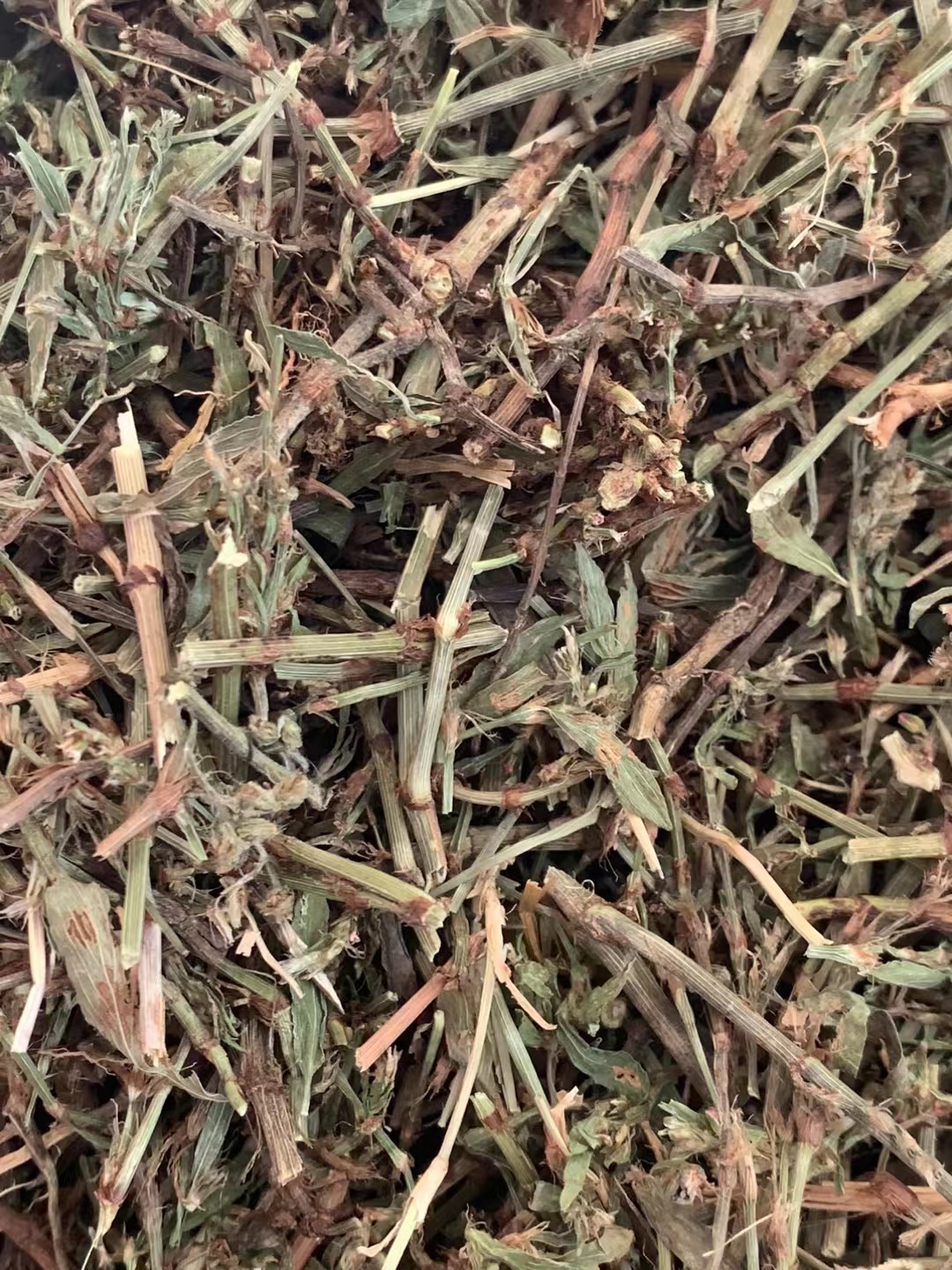 玉林长期供应｛萹蓄草｝可批量可零售量大从优【包邮】