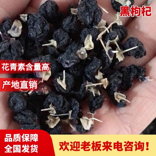 枸杞   黑枸杞  花青素之黑枸杞