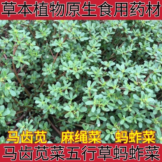 新鲜马齿苋菜五行草长命菜五方草麻绳菜蚂蚱菜野生马齿笕现采