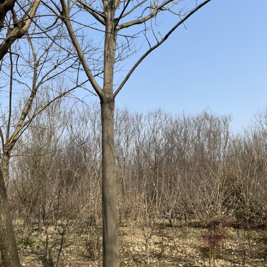 鄢陵县栾树