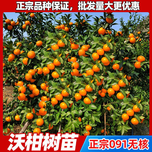 盐城沃柑树苗广西武鸣无核无籽沃橘苗盆栽地栽嫁接橘子果树苗包