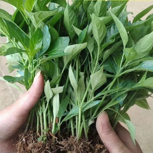 沭阳县辣椒苗