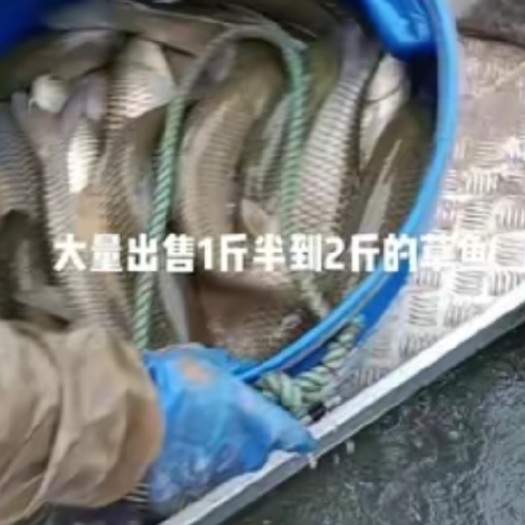 洪湖市一斤半到2斤草鱼