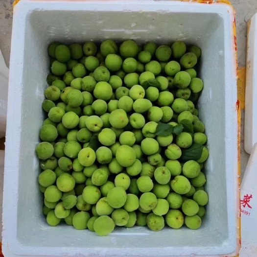 德庆县人手摘青梅青梅，没农药，没防腐剂，皮微花，头尾圆的，专业泡酒