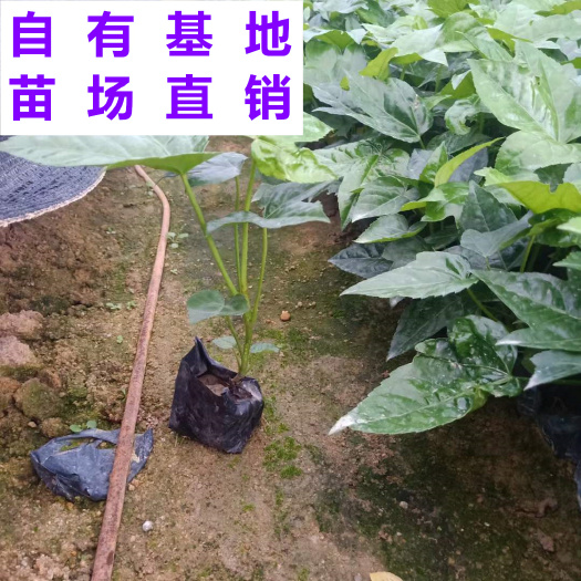 八角金盘 福建 小苗 袋苗 杯苗 基地 批发 零售 出售