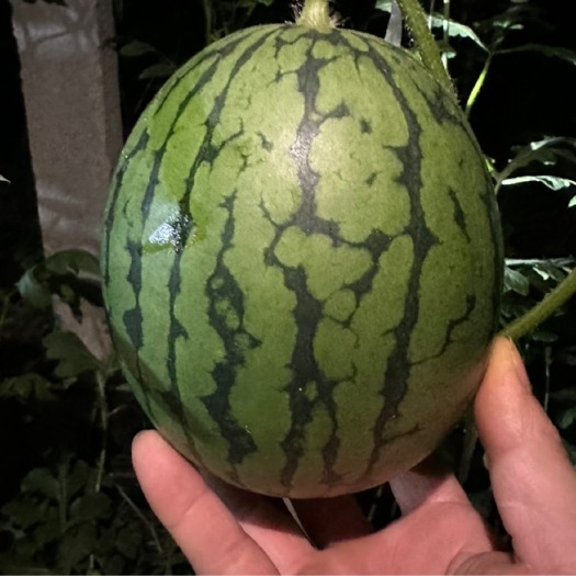 莘县礼品西瓜