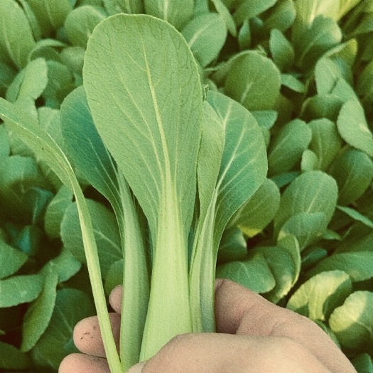 曹县山东省邵庄市蔬菜基地 上海青  奶白菜  油菜  小青菜市场