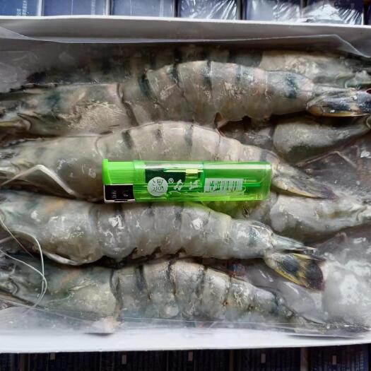 成都马来西亚黑虎虾全规格