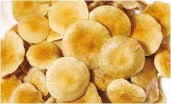 长沙黄金芦菌，在农科院、湖南农业大学共同研发新型食用菌