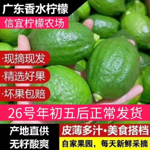 信宜市香水柠檬(特级，一级，次果）